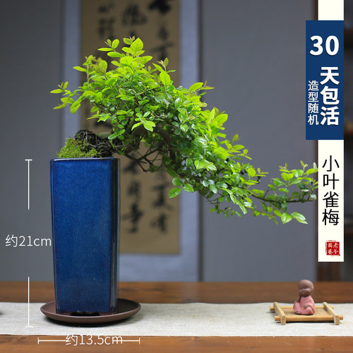 极速厂家小叶红芽雀梅老桩悬x崖造型客厅办公桌面盆景阳台室内绿