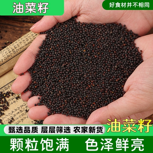 安徽农家自种新花油菜籽家庭榨油用原料种子散装鸟类新货粮食菜籽