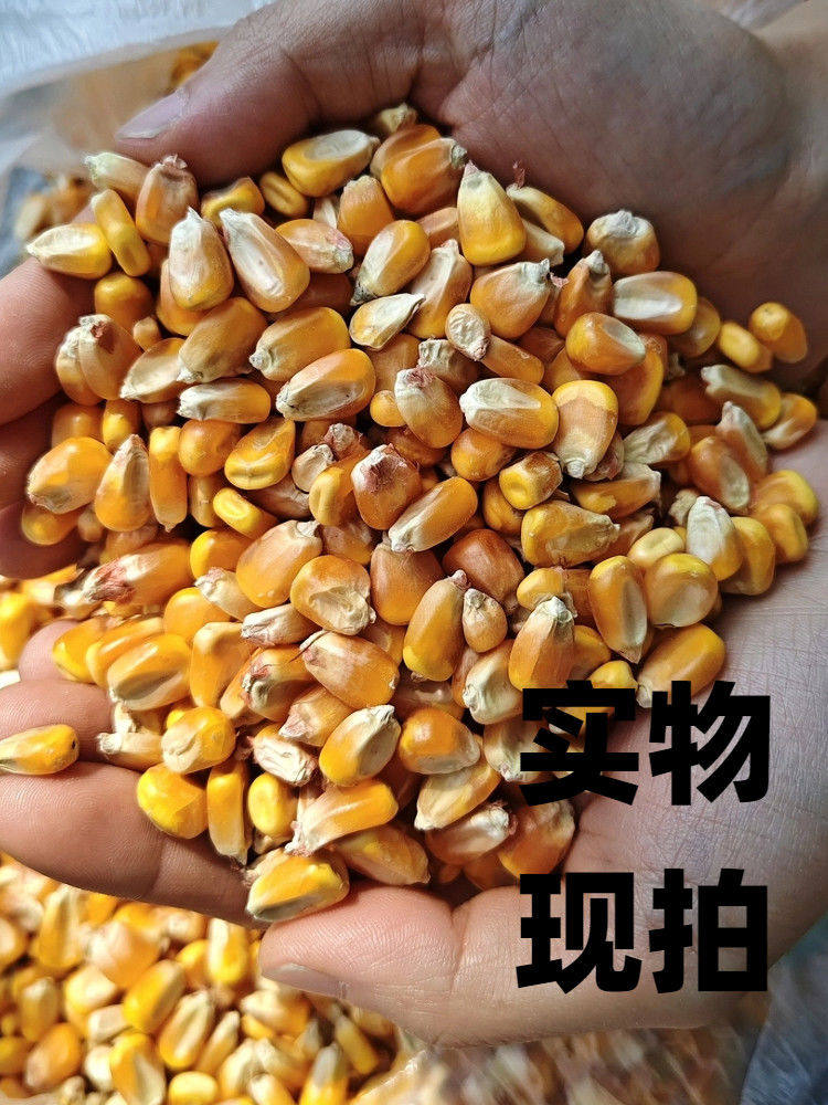 25年新东北大玉米粒10斤喂鸡鸭鸽子粮钓鱼酿酒新粮干玉米粒鸽子粮,畜牧/养殖物资,饲料原料,淘宝优惠券,粉丝福利购,淘宝优惠卷