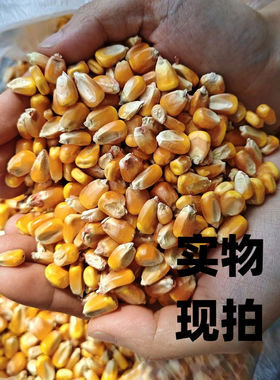 25年新东北大玉米粒10斤喂鸡鸭鸽子粮钓鱼酿酒新粮干玉米粒鸽子粮