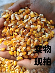 25年新东北大玉米粒10斤喂鸡鸭鸽子粮钓鱼酿酒新粮干玉米粒鸽子粮