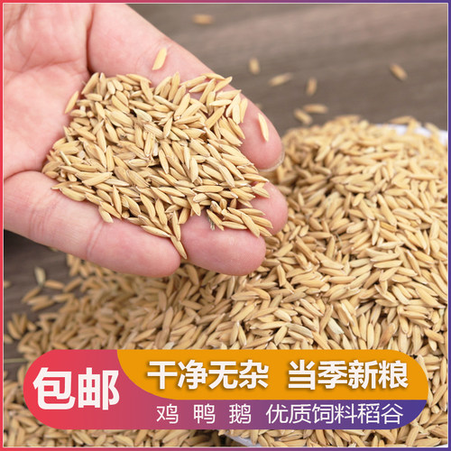 长稻谷带壳新鲜仓鼠鸽鸡鸭饲料