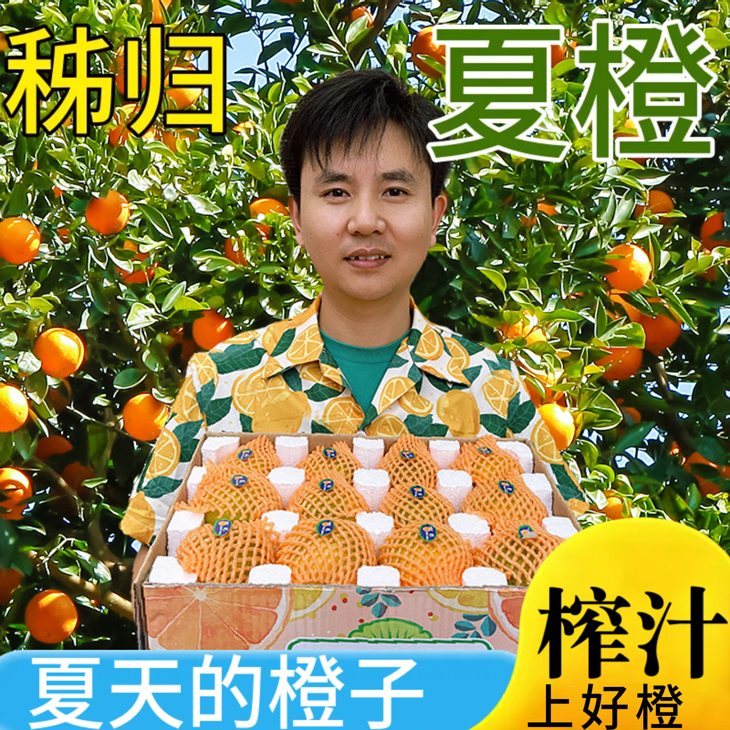 秭归夏橙脐橙子秭归脐橙现摘新鲜时令水果多汁柑橘桔子果冻橙子甜