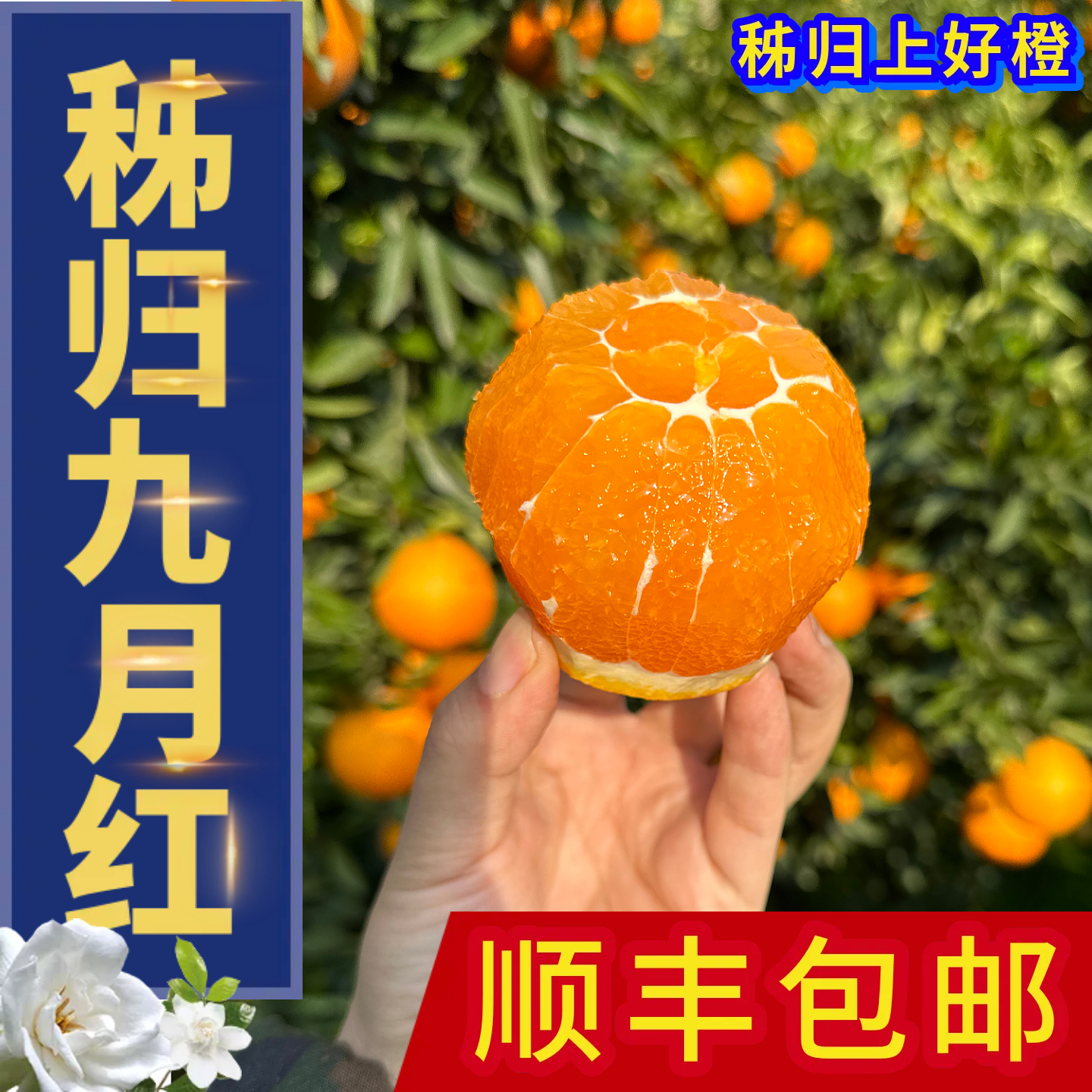 礼盒泡沫箱秭归九月红新鲜果冻橙