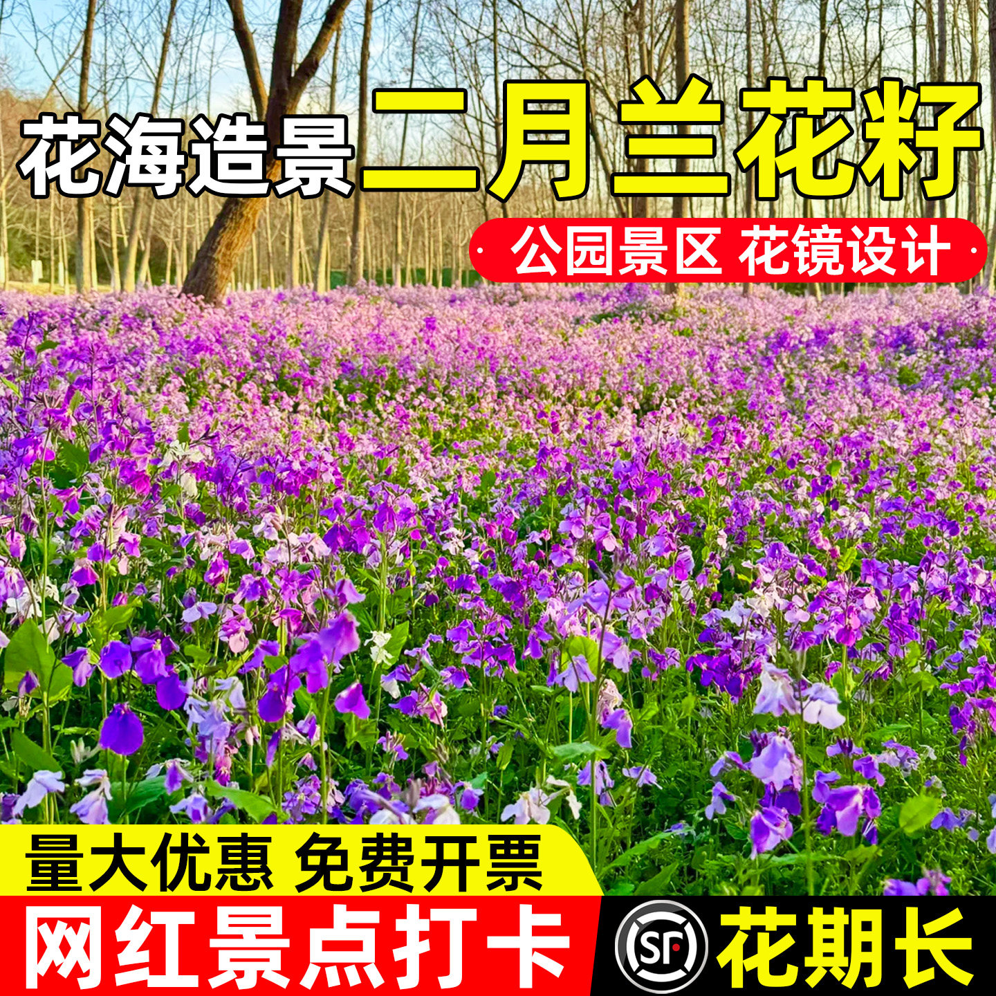 二月兰花种子公园景区花海景观