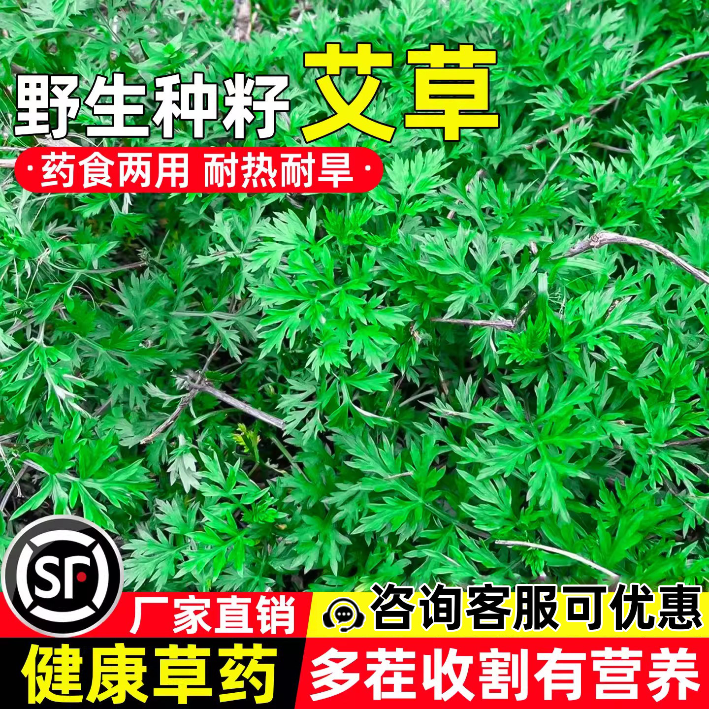 艾草种子药用食用大叶艾蒿驱蚊草图片