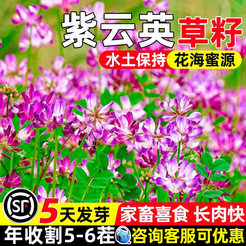 紫云英牧草绿肥高产花海畜牧种子