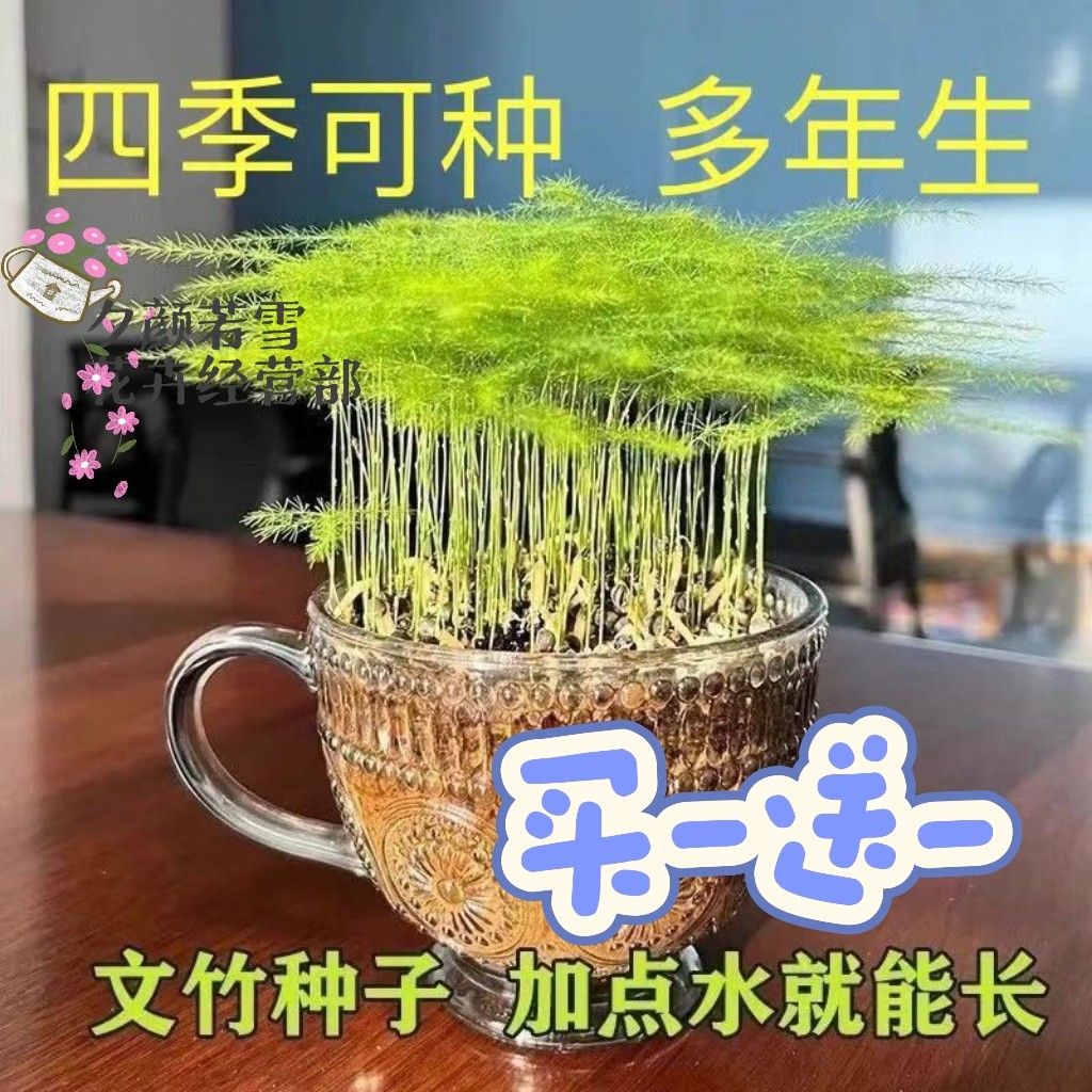 新品文竹种子文竹盆栽室内种植室外耐寒花种文竹种籽四季庭院种植