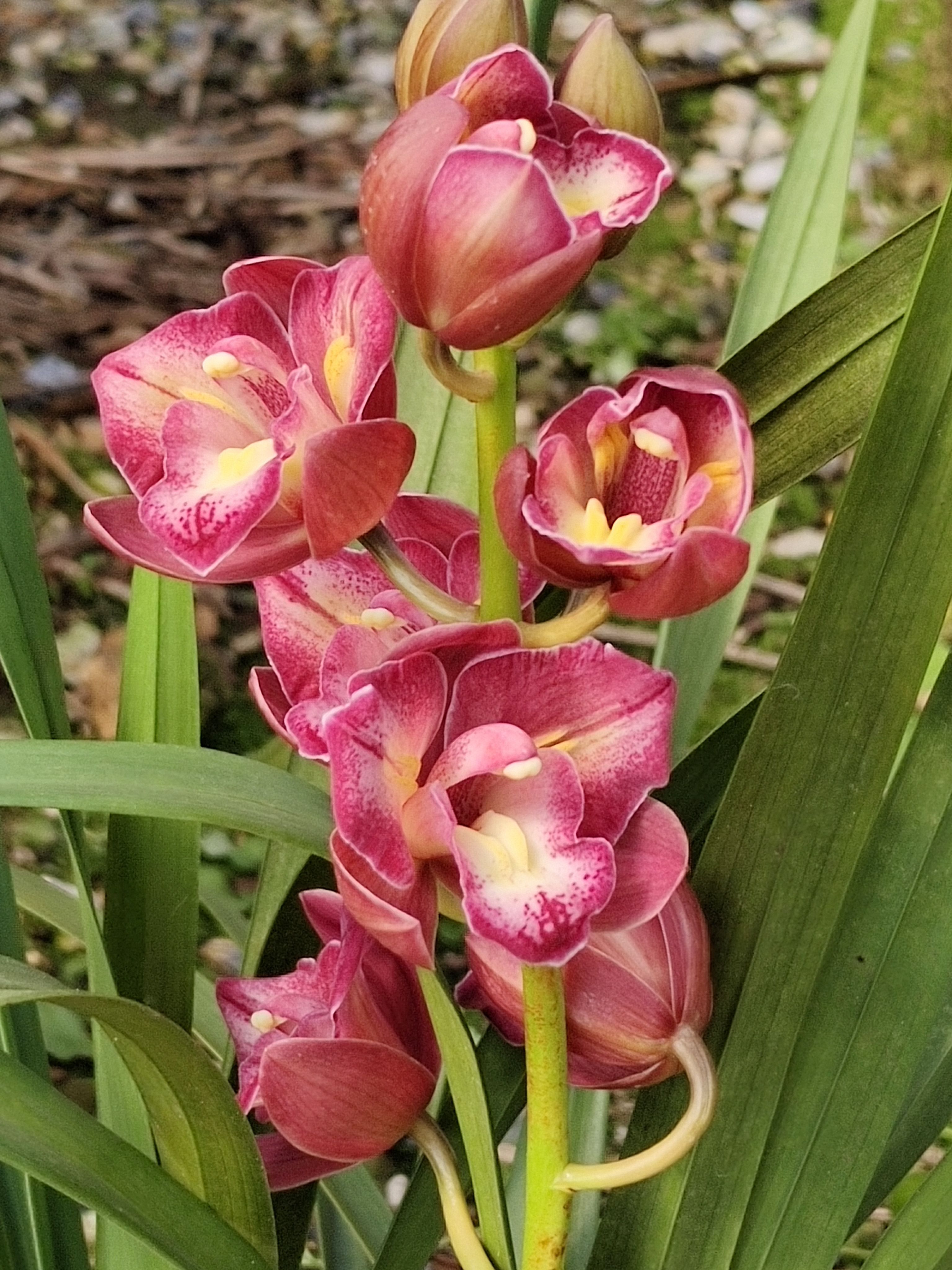 三星蝶不带花苞兰花苗浓香型室内花卉绿植盆栽春节前后开花