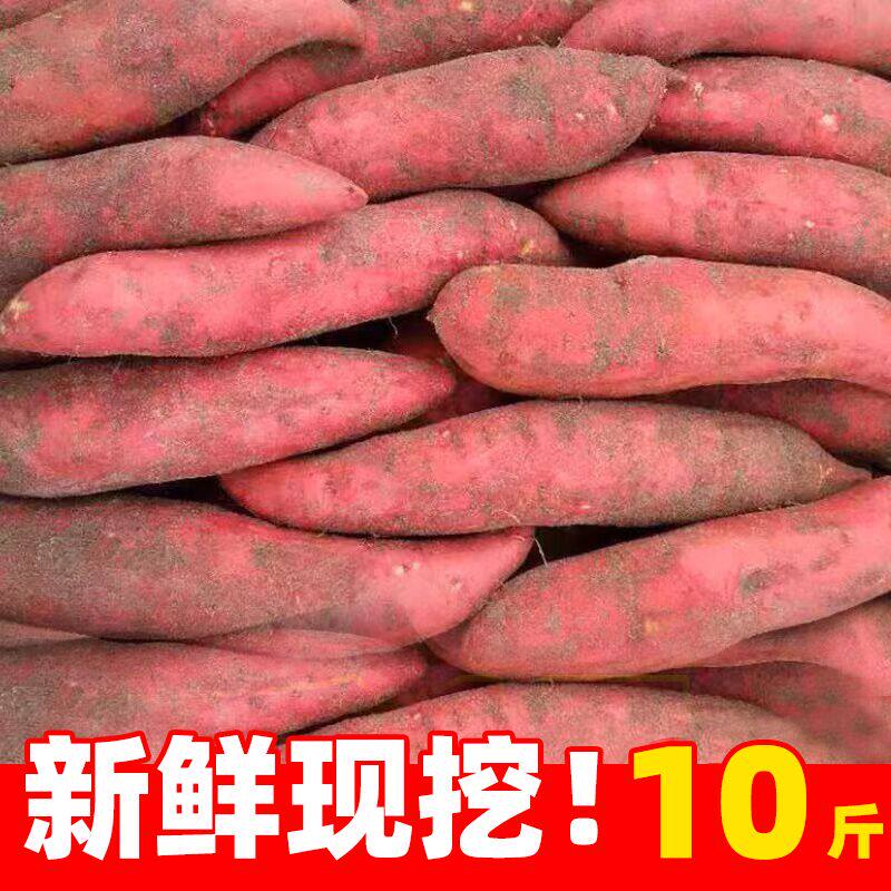 正宗沙地西瓜红蜜薯板栗红薯新鲜农家自种糖心番薯山芋批发包邮10