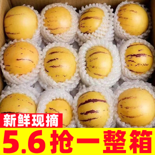 云南人参果水果5斤大果黄肉新鲜石林人叁果树上熟人生果圆果整箱