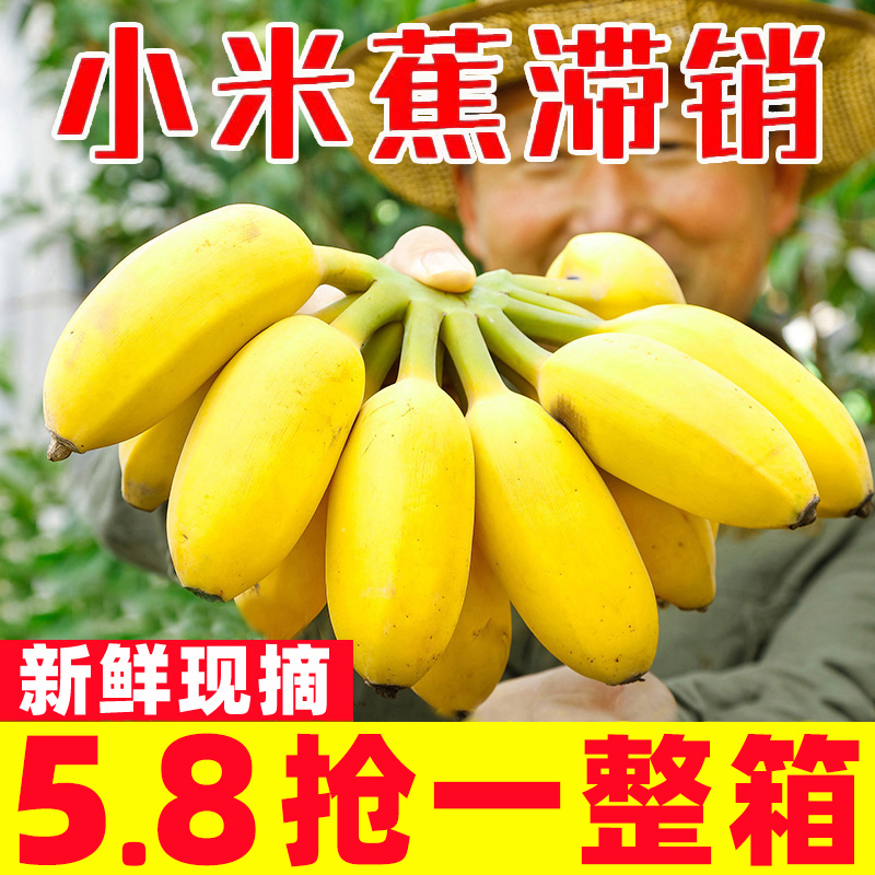 正宗广西小米蕉香蕉9斤新鲜水果整箱当季鲜苹果蕉自然熟粉蕉包邮