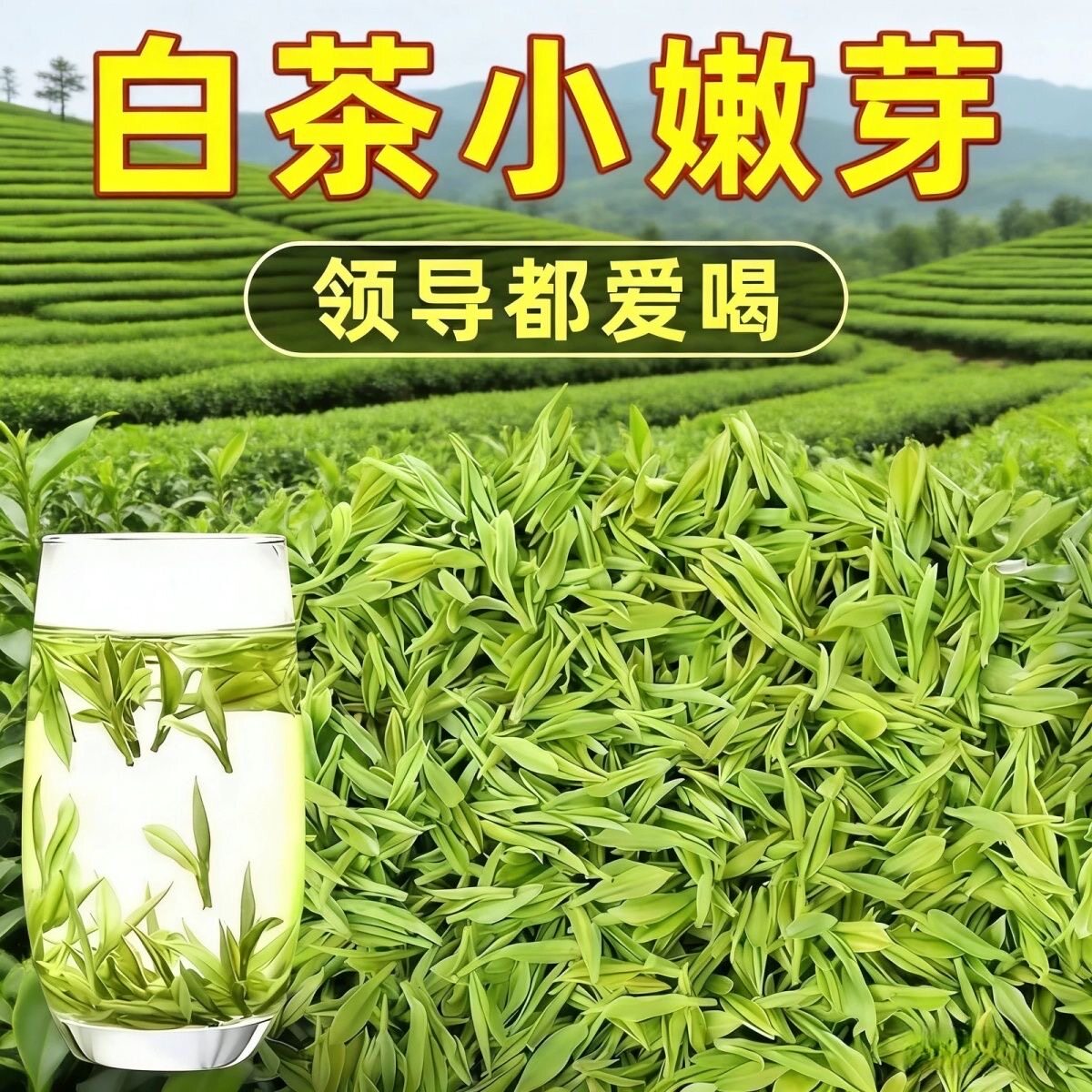头采明前白茶茶叶2026年新茶绿茶春茶正宗浙江高山白茶