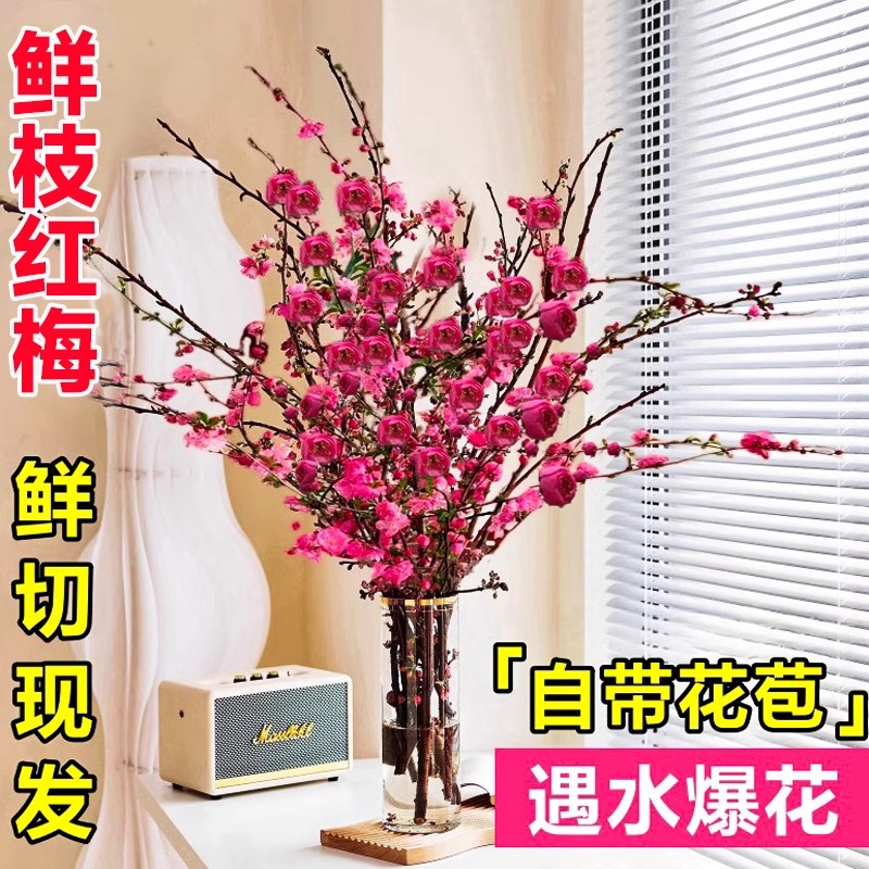 带花鲜枝水培红梅花桃花树干枝水养花