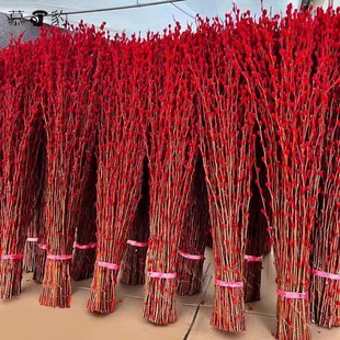 银柳真花鲜枝年宵花卉红色干花福桶银柳水培植物雪柳客厅室内装 饰