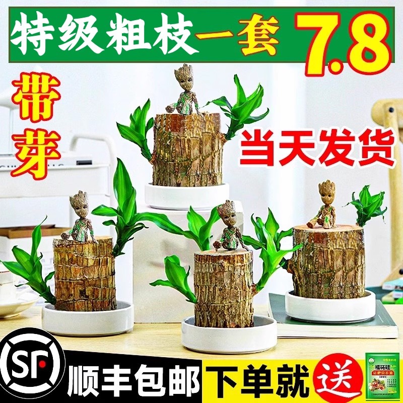 巴西木水养幸运木开花绿植室内盆栽水培植物