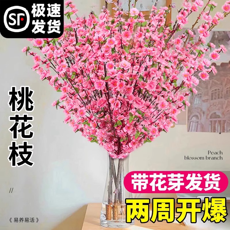 带花水培桃花枝树干枝红梅珍珠李鲜花