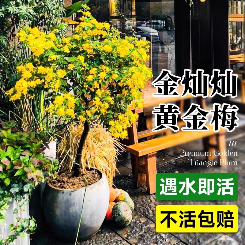 黄金梅盆栽苗带花苞四季带花绿植