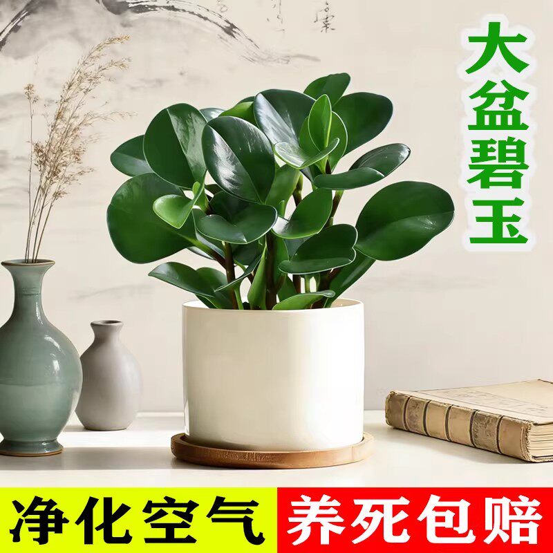 精品碧玉盆栽豆瓣绿绿植四季常青懒人好养活室内小绿植净化空气图片