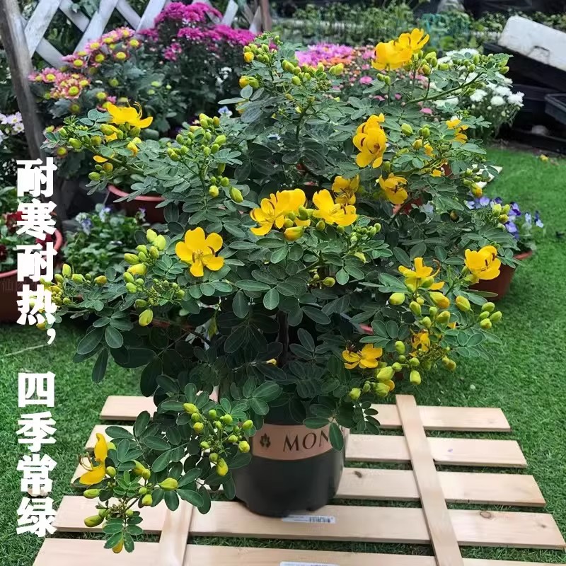 黄金梅决明子黄槐花盆栽蛇灭门