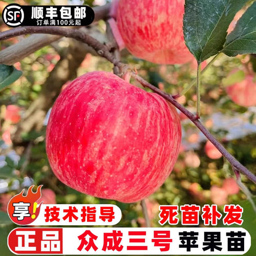 苹果树果苗嫁接众成三号