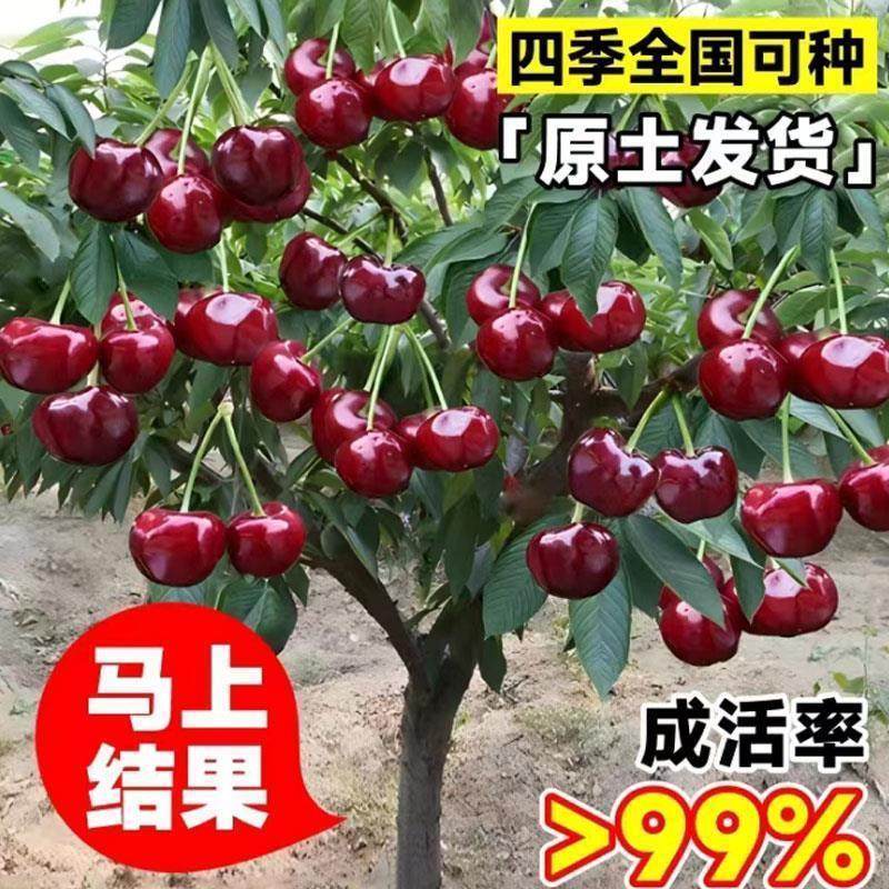 车厘子樱桃树大樱桃苗耐寒水晶矮百变造型香皂