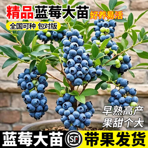 蓝莓树果苗带花盆栽地栽l