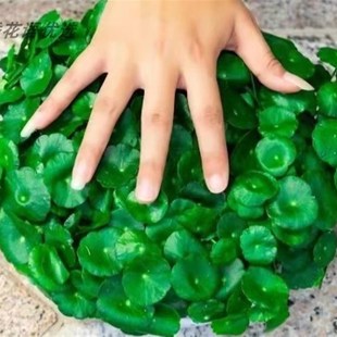 好养 带叶铜钱草水培盆栽植物室内小绿植花卉水养金钱草籽水生四季