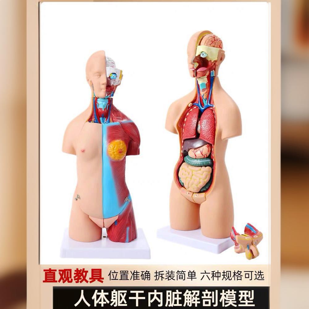 人体解剖模型器官可拆卸医学教学躯干系统结构图科普教学