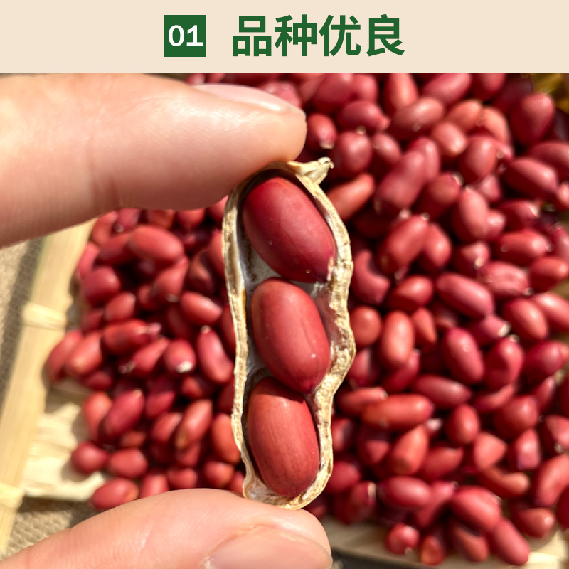 新货东北红衣生花生米四粒红新鲜红皮小粒不带壳生的黑龙江特产