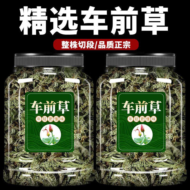 车前草中药材500g干货车前草茶水洗车前草野生猪耳朵秧车草平车前