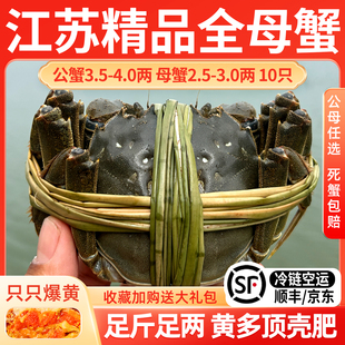 中秋礼盒 苏州大闸蟹鲜活螃蟹精品全母蟹湖蟹10只装 活蟹