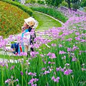 紫娇花花苗洋韭菜耐热耐寒阳台常绿花卉花期长庭院造景花境多年生