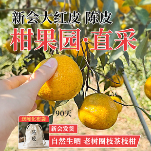 新会新货陈皮2025年大红皮圈枝茶枝柑陈皮茶干泡水橘皮官方旗舰店