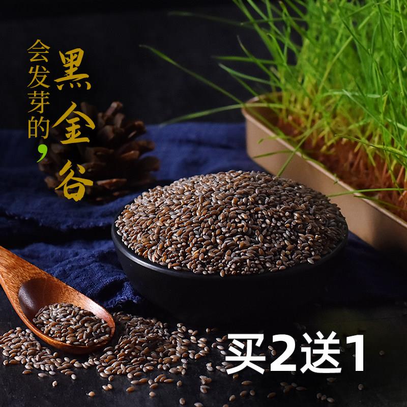 黑金谷米500g燕麦黑小米陕西秦岭五谷杂粮粥原料血燕麦包邮