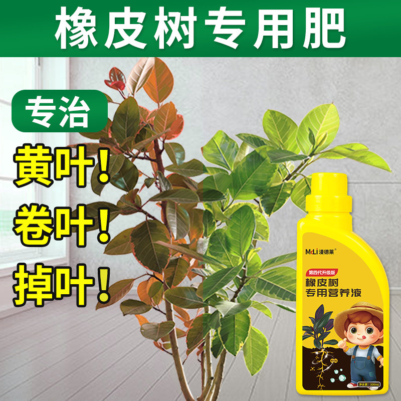 橡皮树专用无机肥治黄叶掉叶图片