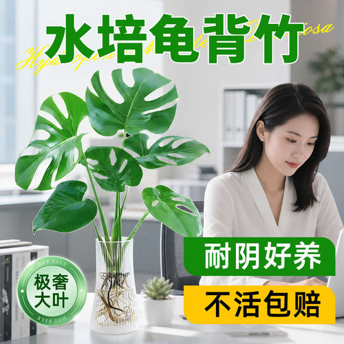 大叶龟背竹水培绿植室内桌面盆栽