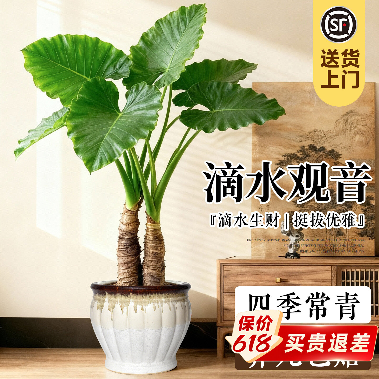 滴水观音大型绿植客厅旺宅好养活植物盆栽老桩净化空气除甲醛四季