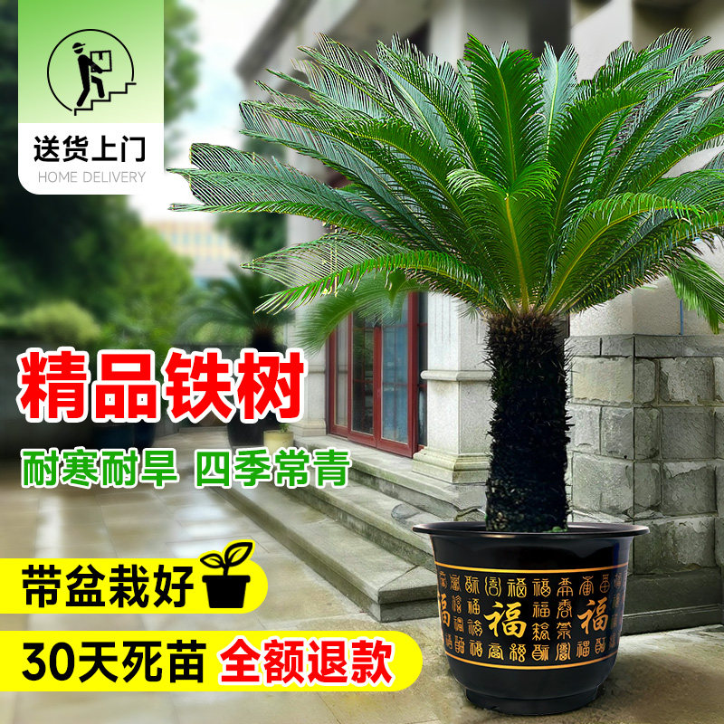 大型龙铁树老桩盆栽一对