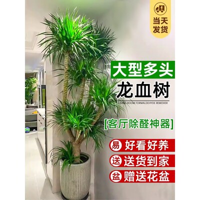 商业门店造景龙血树千年木盆栽