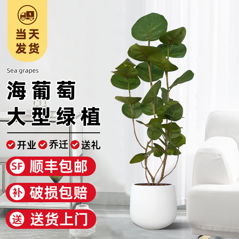 海葡萄大型绿植盆栽净化空气图片