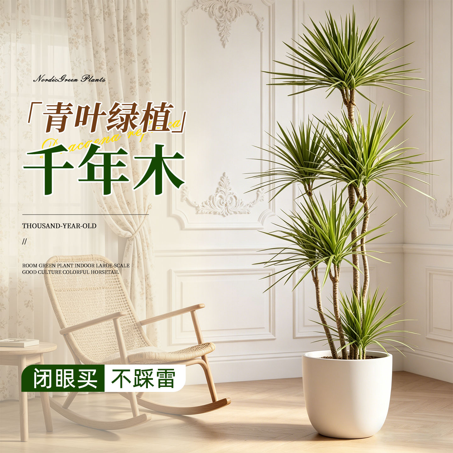 青叶千年木大型红叶植物盆栽