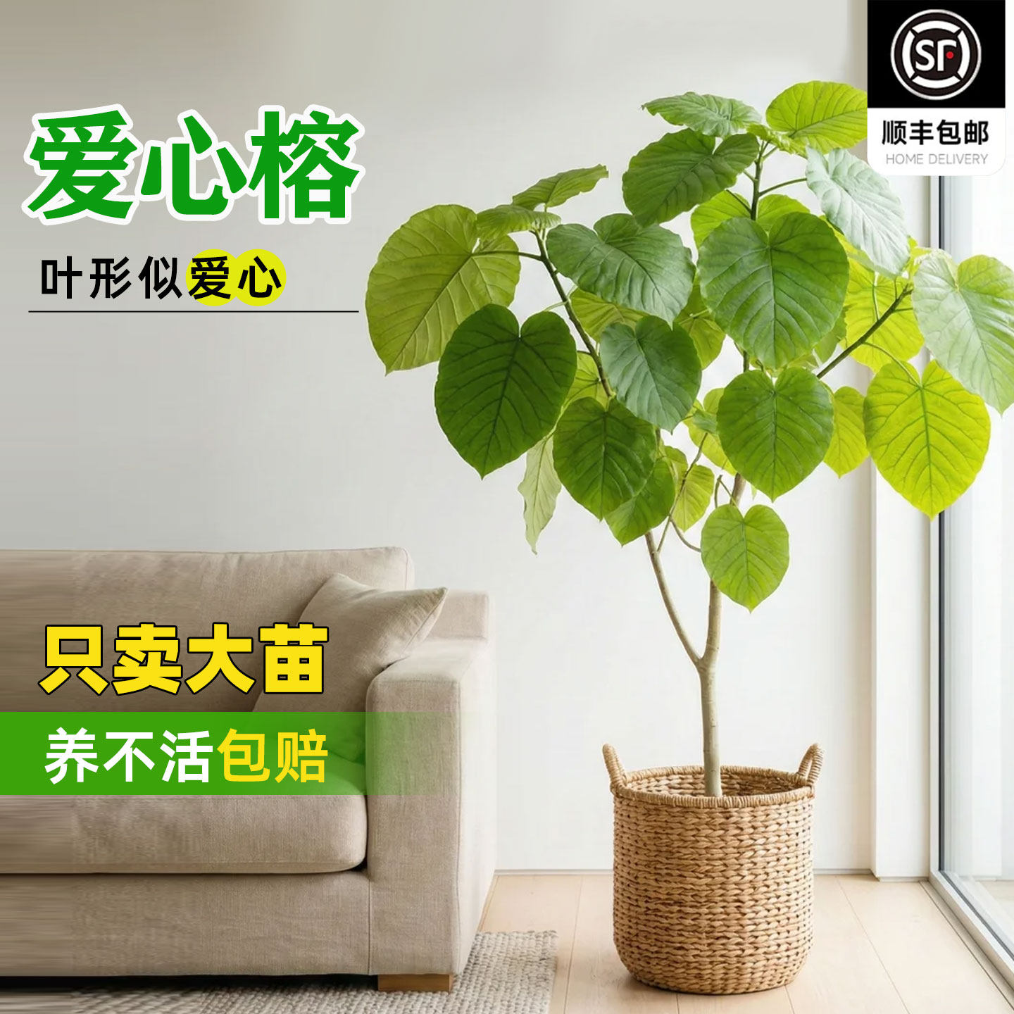 爱心榕树大型心叶榕客厅绿植盆栽