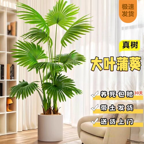 大叶蒲葵树盆栽室内大型绿植