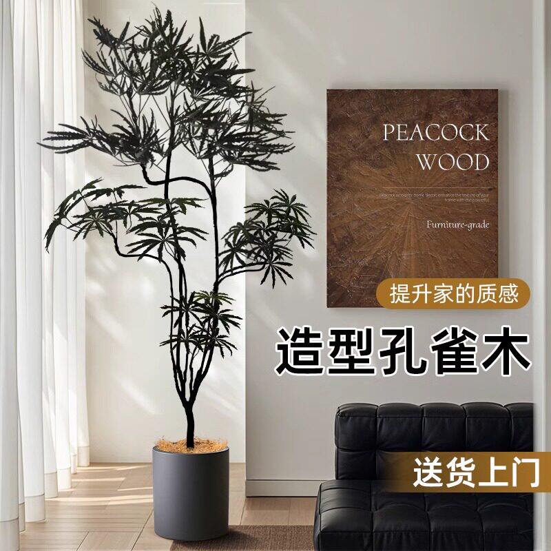 造型孔雀木绿植室内客厅大型绿植盆栽网红观叶植物净化空气四季
