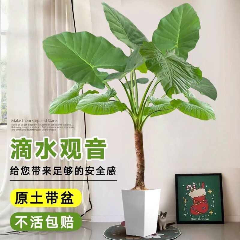 滴水观音绿植大叶老桩办公水培绿植室内大型客厅大型盆栽庭院T