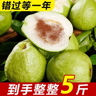 包邮 广东芭乐白心番石榴9斤新鲜水果硬脆爽口巴乐当季 整箱潘蕃