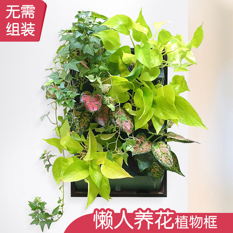 木质创意diy壁挂真植物相框含8个自吸水懒人塑料花盆推荐多肉花卉