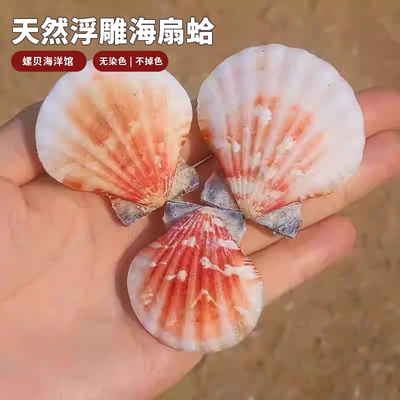 浮雕海扇蛤天然海螺贝壳标本