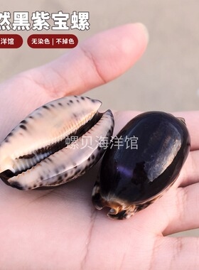 天然海螺贝壳黑紫色宝螺鱼缸造景家居装饰摆件把玩礼物收藏标本品